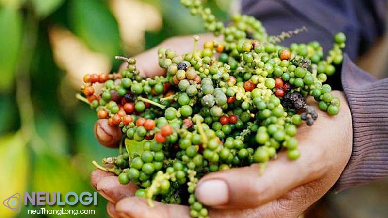Vì sao Việt Nam vẫn phải nhập khẩu hạt tiêu?